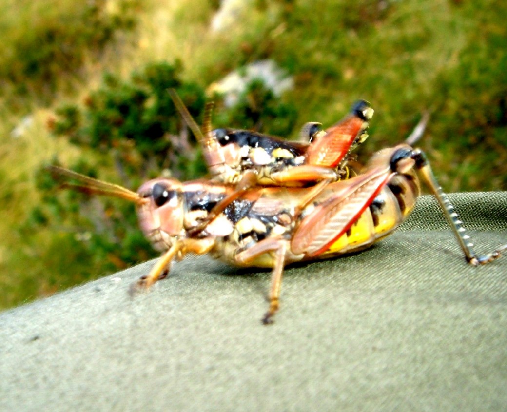 Ortotteri delle Orobie valtellinesi (Sondrio)